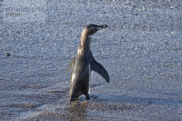 Gal·pagos-Pinguin (Spheniscus mendiculus)  am Strand