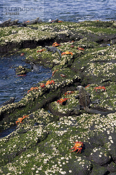 Rote Klippenkrabben (Grapsus grapsus) zwischen Meerechsen (Amblyrhynchus cristatus) auf Felsen mit Seepocken  Galapagos-Inseln  Pazifik