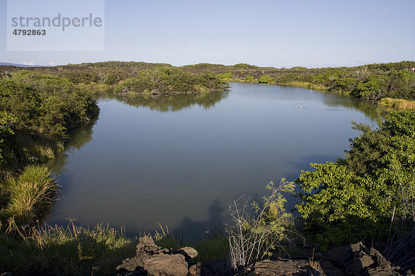 Einsturzkrater  die Wasser speichern und somit auch Vegetation  Puna Moreno  Insel Isabella  Galapagos-Inseln  Pazifik