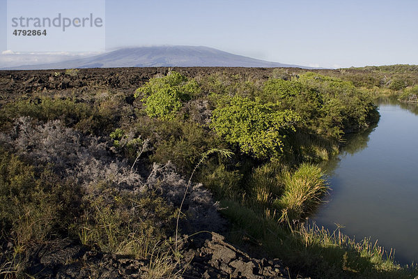 Einsturzkrater  die Wasser speichern und somit auch Vegetation  Puna Moreno  Insel Isabella  Galapagos-Inseln  Pazifik