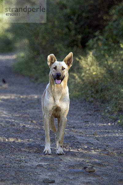 Einer der wild-lebenden Hunde auf einigen der Galapagos-Inseln  sie sind eine Bedrohung für das empfindliche Ökosystem