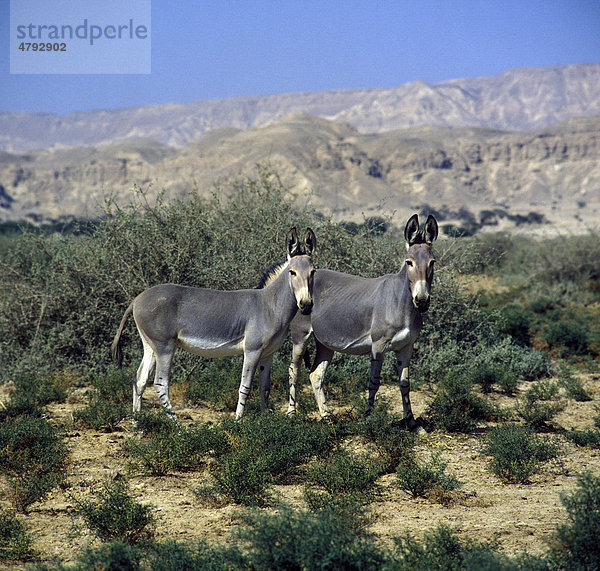 Zwei Somali-Wildesel (Equus africanus somaliensis)