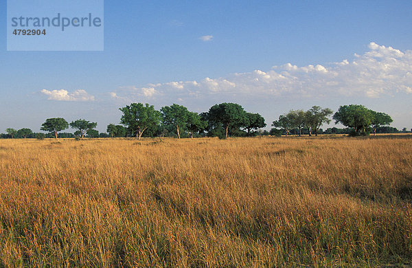 Trockenzeit im Okavango-Delta in der Nähe des Kwara Camp  Botswana  Afrika
