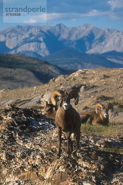 Dickhornschaf (Ovis canadensis)  Herde von Schafsböcken  Jasper-Nationalpark  Kanada