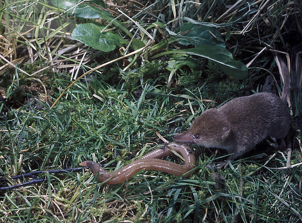 Common Shrew (Sorex araneus)  in vegetation eating worm