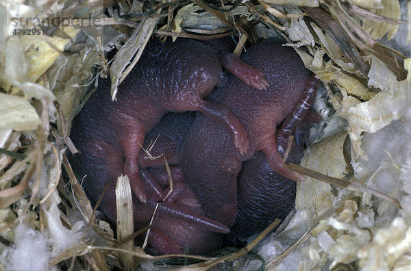 Common Shrew (Sorex araneus)  young in nest  eight days old