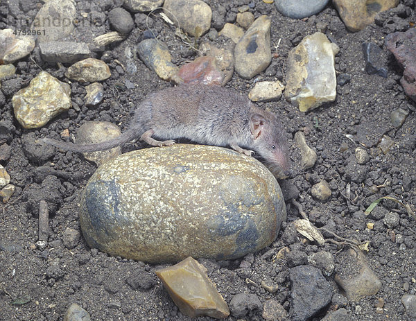 Lesser White-toothed Shrew (Crocidura suaveolens)  on a stone