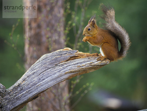 Europäisches Eichhörnchen (Sciurus vulgaris)  sitzt fressend auf altem Baumstamm