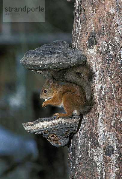 Europäisches Eichhörnchen (Sciurus vulgaris)  sitzt fressend auf und unter Baumschwamm