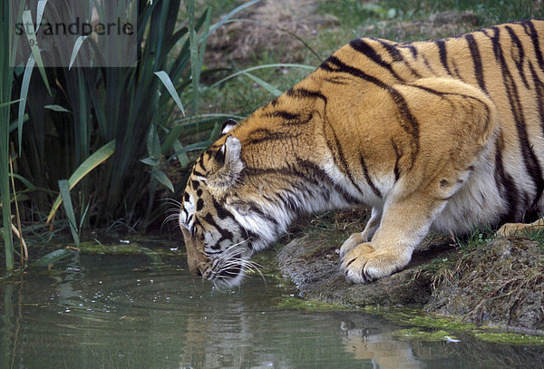 Sibirische Tiger (Panthera tigris altaica)  beim Trinken