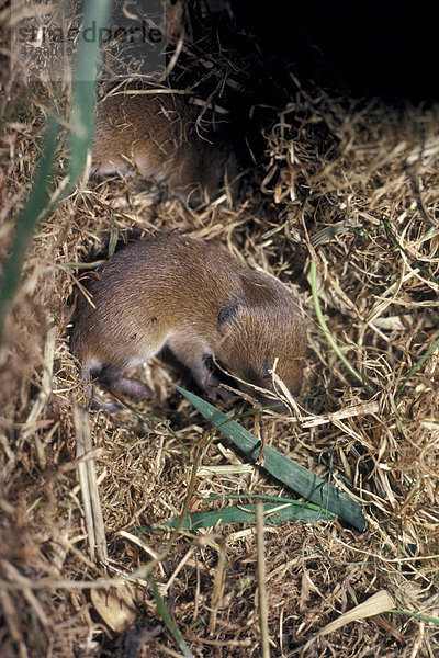 Bank Vole (Clethrionomys glareolus)  young on dry grass