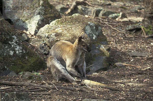 Rotnackenwallaby (Macropus rufogriseus)  Australien