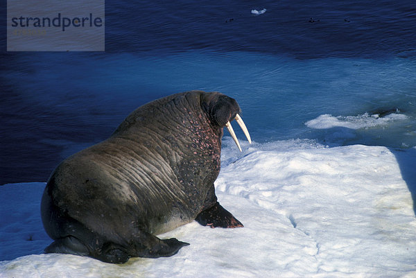 Walross (Odobenus rosmarus)  auf Eis  Spitzbergen  Arktischer Ozean