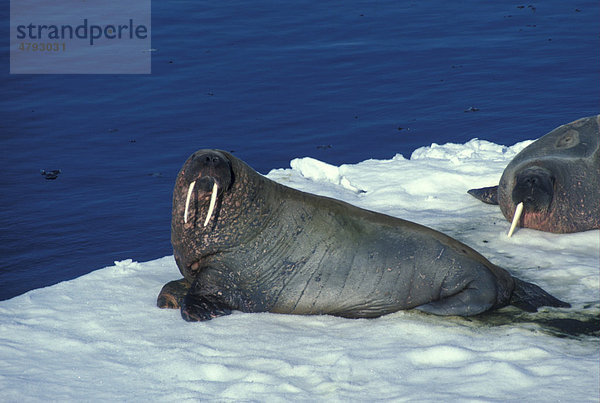 Walross (Odobenus rosmarus)  auf Eisscholle  Spitzbergen  Arktischer Ozean