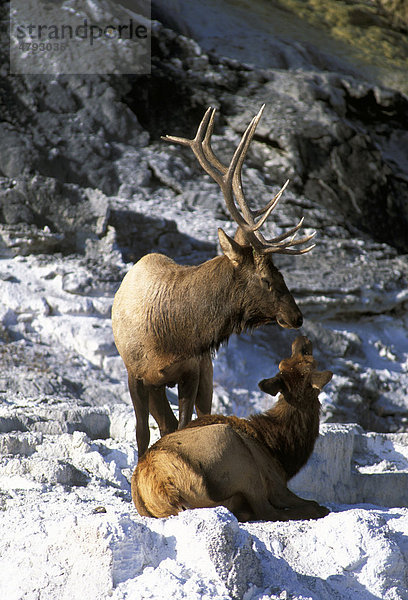 Wapiti (Cervus canadensis)  männliches und weibliches Alttier auf Kalkablagerungen  Yellowstone  Wyoming  USA  Amerika