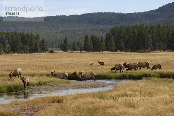Elch oder Wapiti (Cervus canadensis)  weibliche Herde  Yellowstone National Park  Wyoming  USA  Amerika