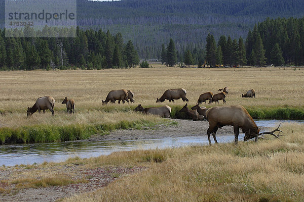 Elch oder Wapiti (Cervus canadensis)  männliches Alttier markiert sein Territorium  hinten eine weibliche Herde  Yellowstone National Park  Wyoming  USA  Amerika