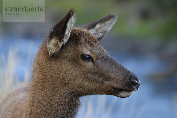 Wapiti (Cervus canadensis)  weibliches Alttier  Portrait  Yellowstone  Wyoming  USA  Amerika