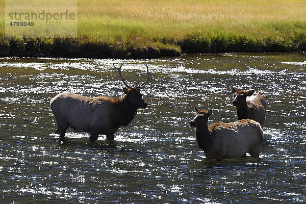 Wapiti (Cervus canadensis)  weibliche Herde im Madison River Fluss  Yellowstone  Wyoming  USA  Amerika