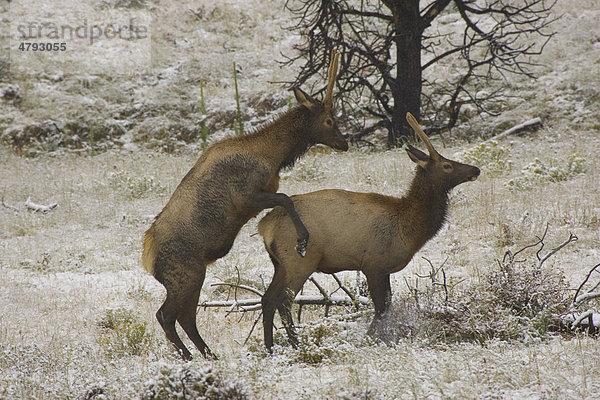 Wapiti (Cervus canadensis)  ein Männchen besteigt ein anderes im Schnee