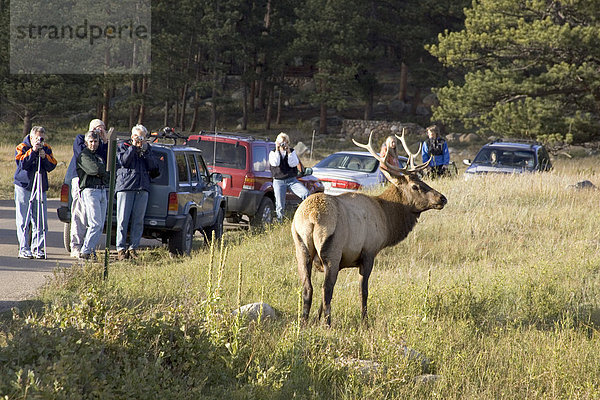 Wapiti (Cervus canadensis)  Menschen beobachten Hirsch  Rocky Mountain Nationalpark  Colorado  USA  Amerika