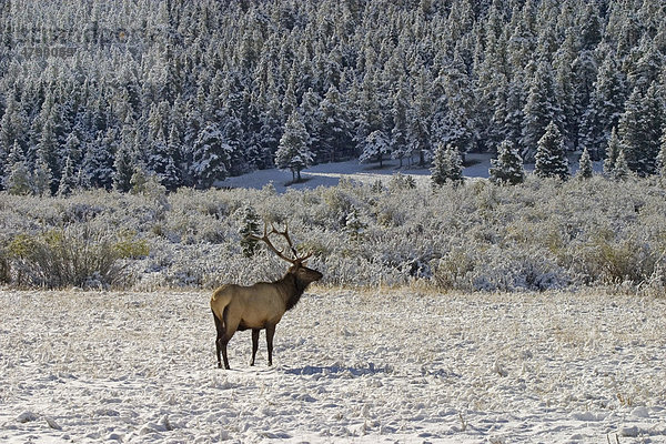 Wapiti (Cervus canadensis)  männliches Alttier steht im Schnee  Rocky Mountain Nationalpark  Colorado  USA  Amerika