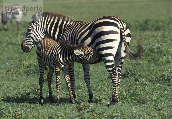 Burchell-Zebra (Equus burchelli)  Fohlen beim Säugen  Serengeti  Tansania  Afrika
