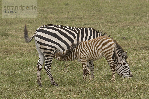 Steppenzebra oder Burchell-Zebra (Equus burchelli)  beim Säugen eines Fohlens  Serengeti  Tansania  Afrika equus burchelli  Zebra