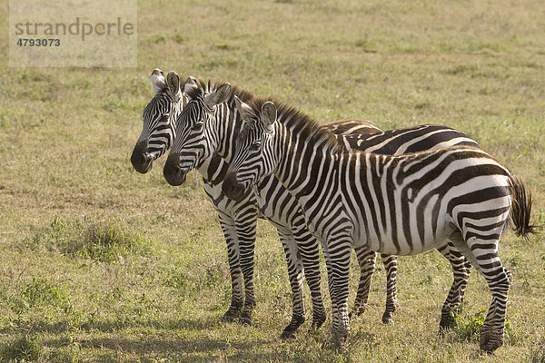 Steppenzebra oder Burchell-Zebra (Equus burchelli)  drei Zebras in einer Reihe  Serengeti  Tansania  Afrika equus burchelli  Zebra