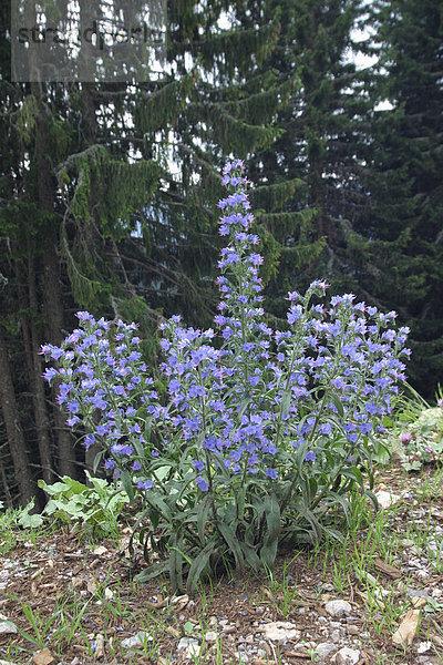 Gewöhnlicher Natternkopf (Echium vulgare)  Blüten  Frankreich  Europa