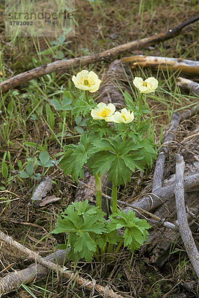 Trollblume (Trollius laxus)  Blüte  Montana  USA  Amerika