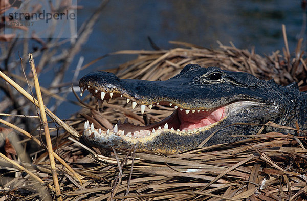 Mississippi-Alligator oder Hechtalligator (Alligator mississippiensis)  Porträt  Florida  USA