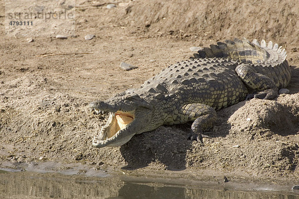 Nilkrokodil (Crocodylus niloticus)  Alttier  mit geöffnetem Maul