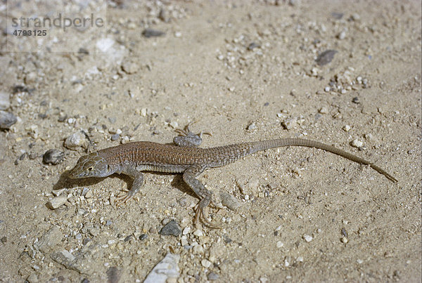 Fransenfinger Eidechsen-Unterart (Acanthodactylus schreiberi)  auf Sand  Jordanien  Naher Osten