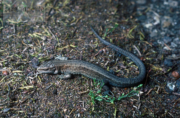 Waldeidechse (Lacerta vivipara)