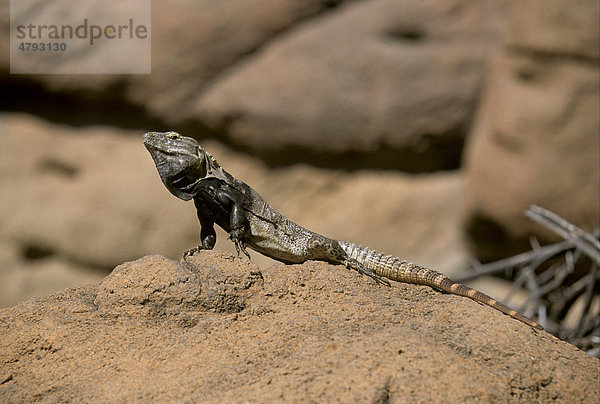 Chuckwalla Eidechse (Sauromalus obesus)