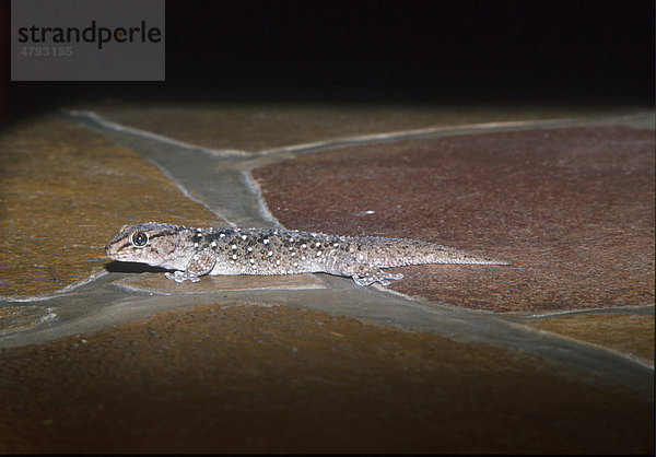 Turners Dickfingergecko (Pachydactylus turneri)