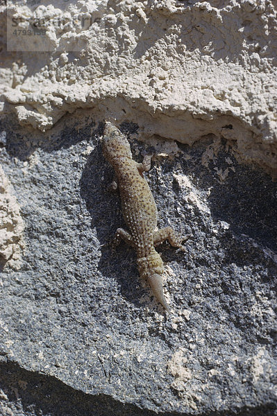 Gecko-Unterart (Hemidactylus dauricus)  mit nachwachsendem Schwanz