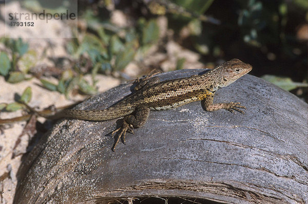 Kielskink  Wasserskink oder Krokodilskink (Tropidurus grayi)  Männchen  Insel Floreana  Galapagos-Inseln  Pazifik