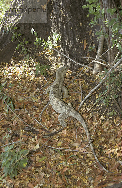 Steppenwaran (Varanus exanthematicus)  Afrika