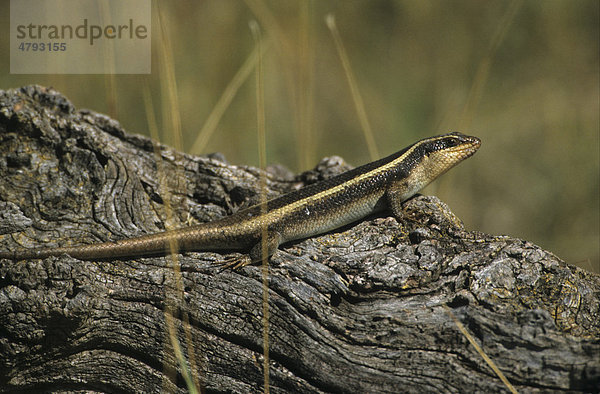 Streifenskink (Mabuya striata)  Kenia  Afrika