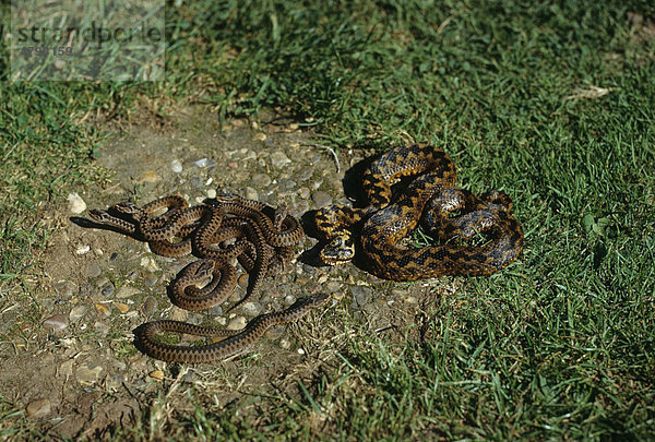 Kreuzotter (Vipera berus)  auf dem Boden mit Nachwuchs  jungen Schlangen