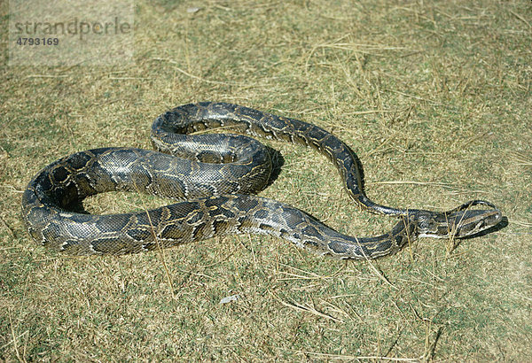 Tigerpython (Python molurus)  auf Gras