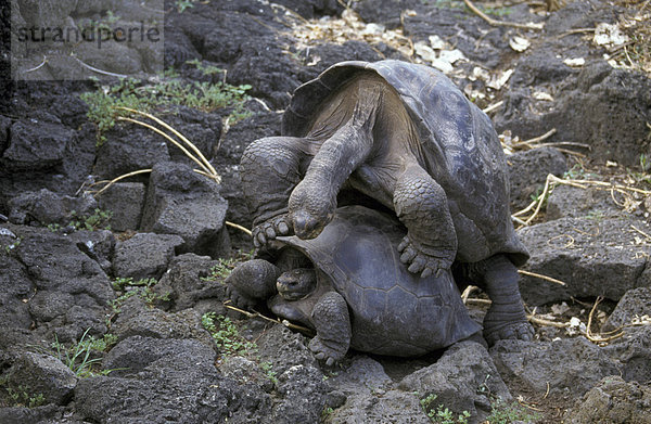 Galapagos-Riesenschildkröte (Testudo elephantopus)  Pärchen bei der Paarung