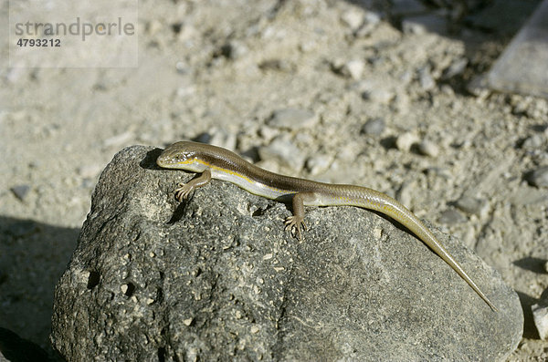 Berberskink oder Tüpfelskink (Eumeces schneideri princeps)  beim Sonnen  Jordanien  Naher Osten