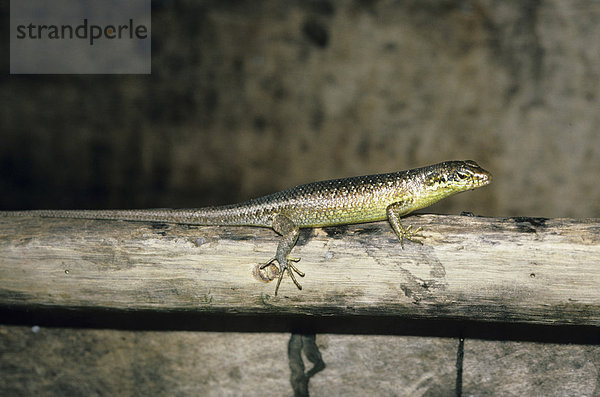 Skink (Mabuya maculilabris)  Moheli  Komoren  Indischer Ozean