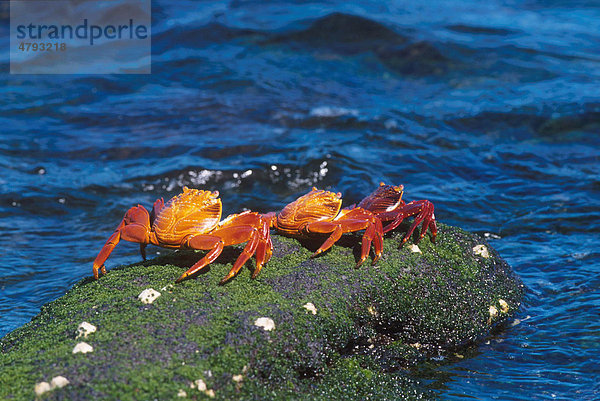 Rote Klippenkrabbe (Grapsus grapsus)  Galapagos-Inseln  Pazifik