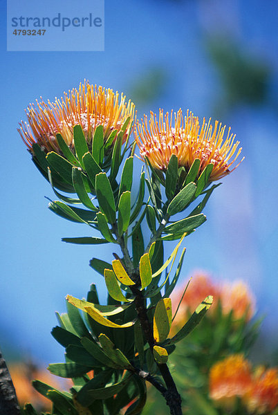Nadelkissen (Leucospermum erubescens)  Blüte  Südafrika  Afrika