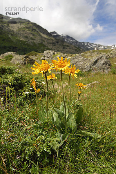 Arnika (Arnica montana)  Blüten  Nationalpark Gran Paradiso  Italien  Europa