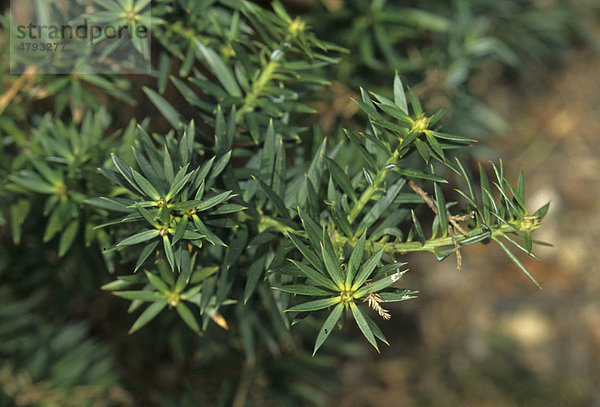 Chilenische Steineibe (Podocarpus nubigenus)